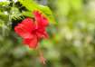 Hibiscus benefits