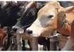 BSF seizes 86 Myanmar breed cattle in Tripura, 18 held