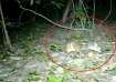 Rare mouse-deer captured on camera