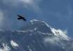 A bird flies with Mount Everest seen in the background from