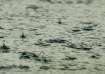 Weather updates: IMD issues 'Orange alert' for Haryana,