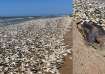 Tens of thousands of dead fish wash up on a Texas beach