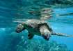 Celebrate World Oceans Day watching these captivating docuseries on discovery+
