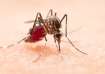 dengue prevention tips