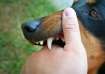 Rabies
