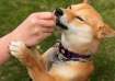 World Rabies Day 2023