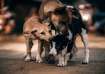 stray dog attack in kerala, Kerala stray dog menace, two year old boy suffers severe injuries due to