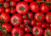 Tomato Side Effects