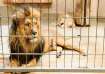 Man enters lions enclosure to take selfie in Andhra zoo, gets mauled to death