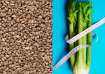 Improved bone health to heart health: Check out 5 surprising health benefits of celery seeds