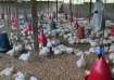 WHO confirms first death from bird flu in Mexico