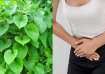 Women must consume these herbs to get relief from PCOS or PCOD