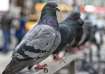 pigeon exposure