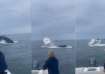 Whale surfaces, capsizes fishing boat off New Hampshire coast
