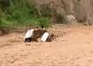 Nine dead as car swept away in punjab, Punjab news, Nine dead in flooded rivulet, one missing after 