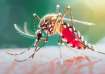 Dengue patients vomiting black in Bihar for paracetamol overdose