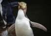 A hoiho or yellow-eyed penguin pictured on April 2, 2023, has won New Zealand's annual Bird of the Y