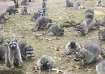 hungry raccoons swarming Washington home