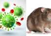 What is Lassa Fever?