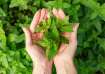 Basil leaves