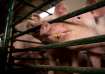 Kerala, African Swine Fever, African Swine Fever outbreak in kerala, African Swine Fever outbreak in