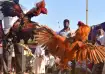 Cockfight