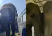 Elephants to receive lifelong care and support at Vantara
