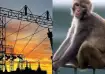 Monkey causes power outage in Sri Lanka