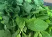 Tips to store coriander and mint during summer