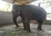 Vantara to set up dedicated rehabilitation centre for elephant Madhuri in Kolhapur, Vantara, elephan