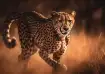 Cheetah running in the wild