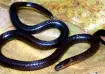 New snake species found in Mizoram.