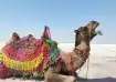 Best places to visit in the Rann of Kutch including White Desert and Dholavira