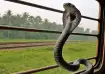 King Cobra on train