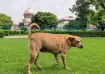 Supreme Court refuses to modify its earlier order to remove stray dogs from public institutions 