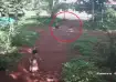 Kerala: Brother leaps from first floor to save 6-year-old