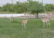20 blackbucks were rewilded in Gujarat's Banni grasslands.