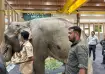 53-year-old female elephant Joymoti, who was rescued from
