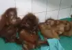 Orangutans, Balasore forest