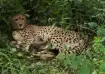 four new cheetah babies born