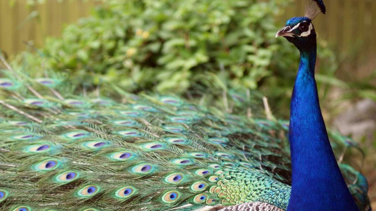 Rajasthan Judge Trolled On Twitter For Saying Peacocks Don T Have Sex India Tv