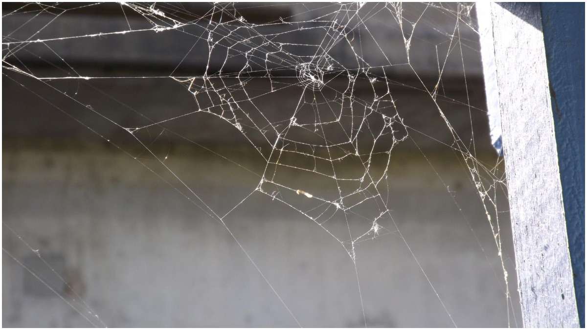 Vastu Tips: Know why spider's web is considered inauspicious and
