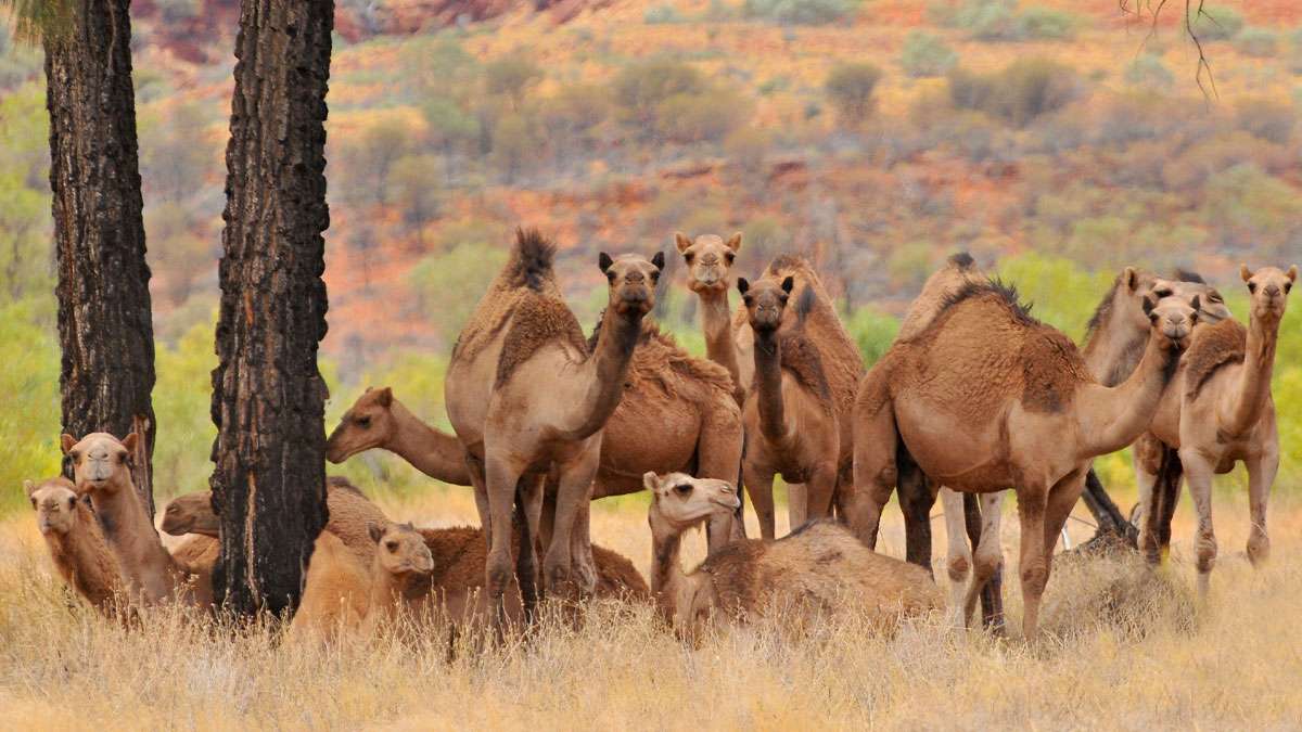 Over 5,000 camels shot dead in Australia in 5 days. But why