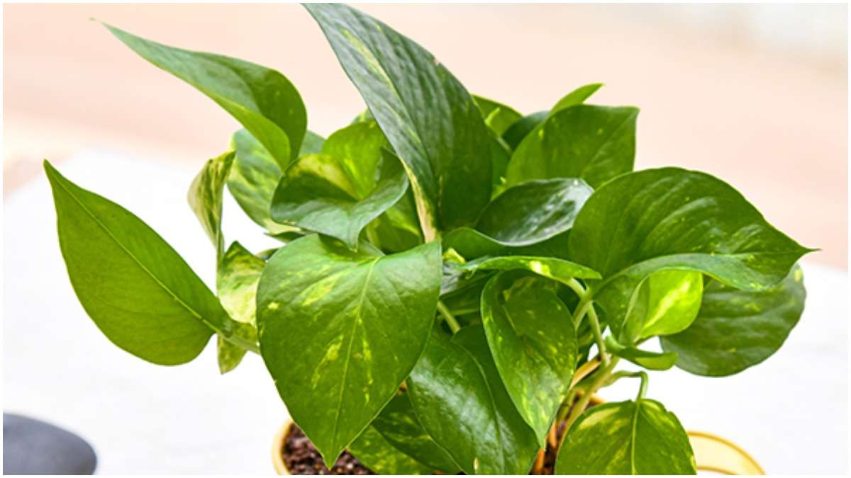 Vastu Tips: Keeping Money Plant At Home Brings Good Luck And Positive ...