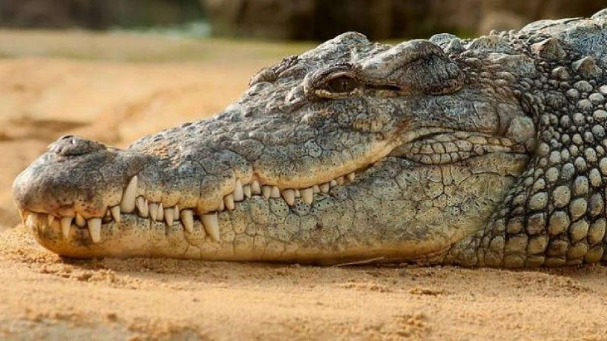 UP: 8-ft long crocodile enters house in Etawah; released into the wild ...