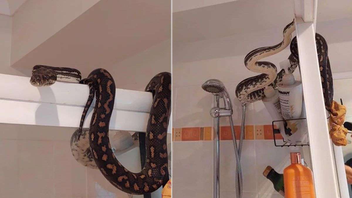 Alabama Police Find Huge 'Harmless' Snake in Toilet