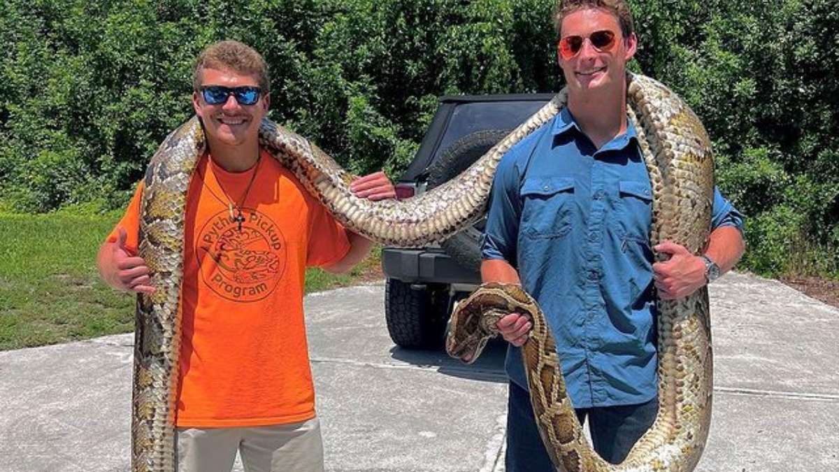 Burmese Python measuring 19 foot caught in Florida is going viral ...