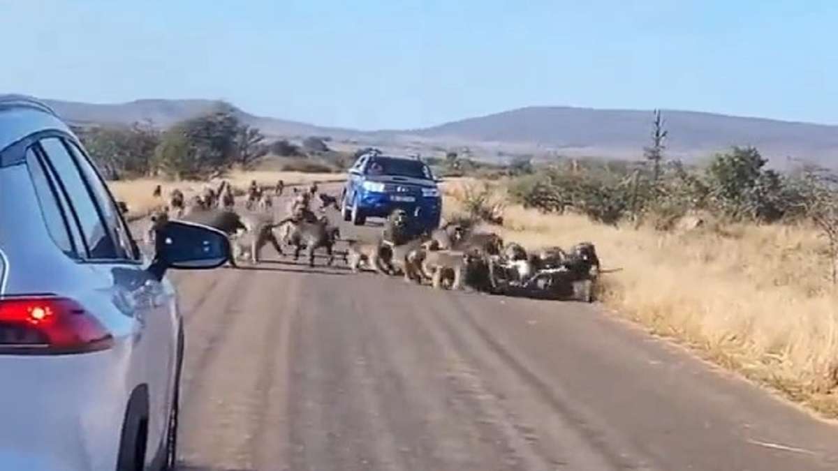 South Africa: Traffic comes to standstill as leopard attacked by 50 baboons on road | Watch VIRAL video – India TV