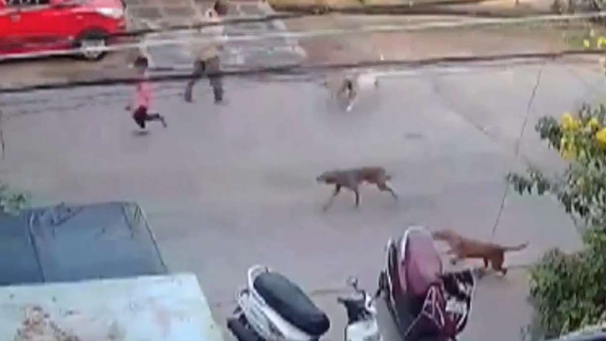 Six-year-old attacked by stray dogs in Andhra Pradesh's Guntur, chilling  video surfaces – India TV