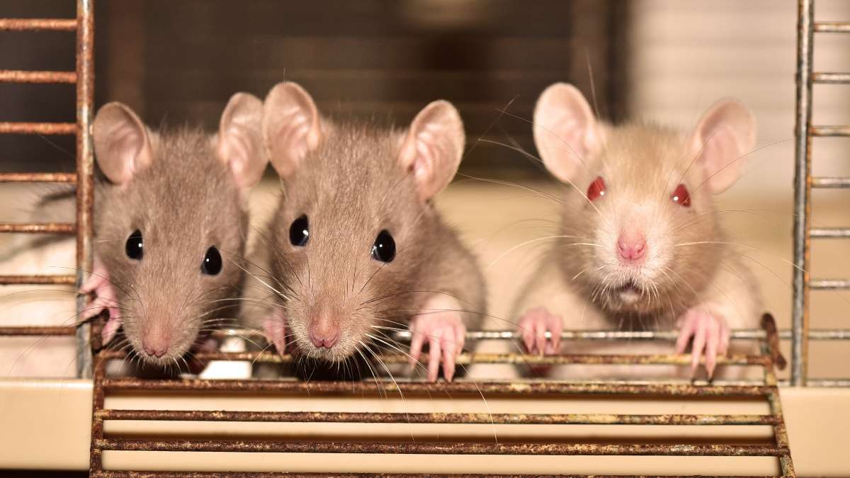Telangana, government hospital, patient bitten by rats, India